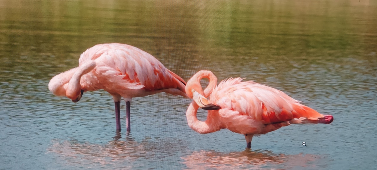 Hurricane brought Alabama colorful visitors from Florida - flamingos