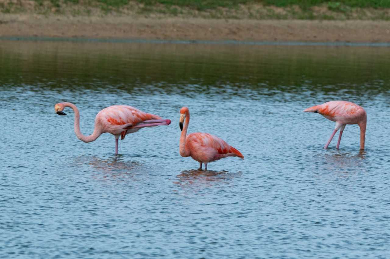 Idalia flamingos, Goodwill Galia Lahav: Down in Alabama