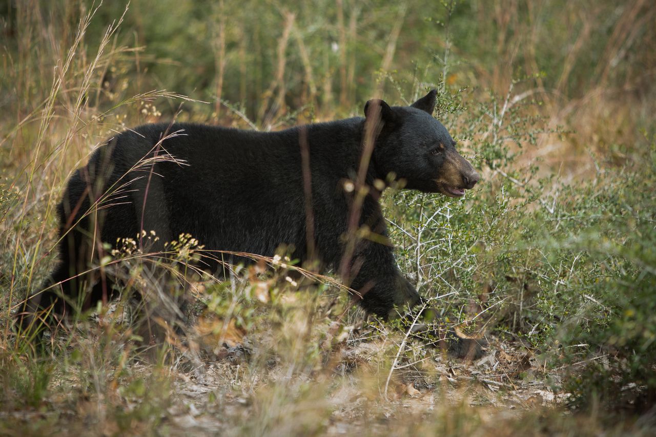 Man arrested, charged with killing a black bear in Alabama