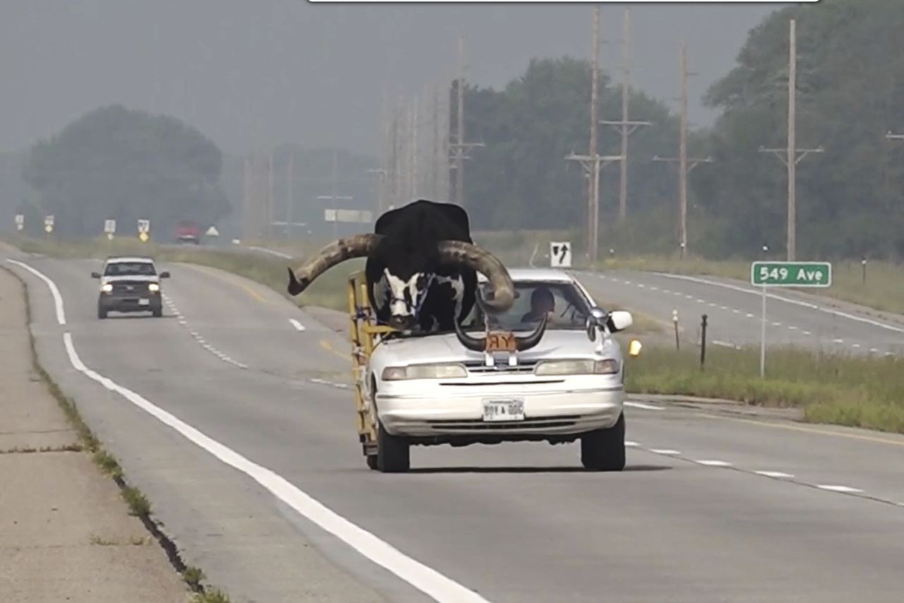 Man driving with bull in passenger seat stopped by Nebraska police