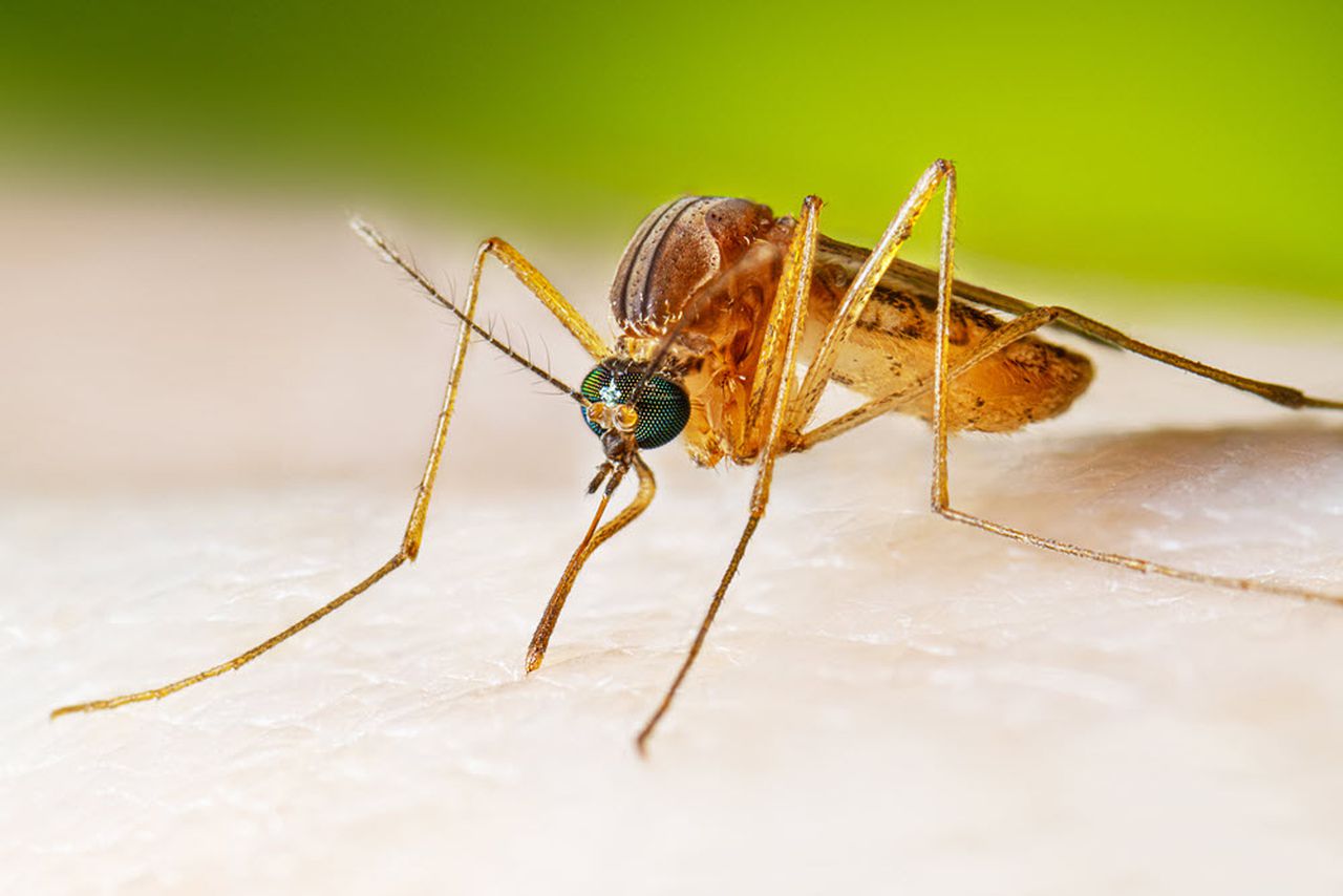 Mobile County reports 2 more cases of West Nile virus