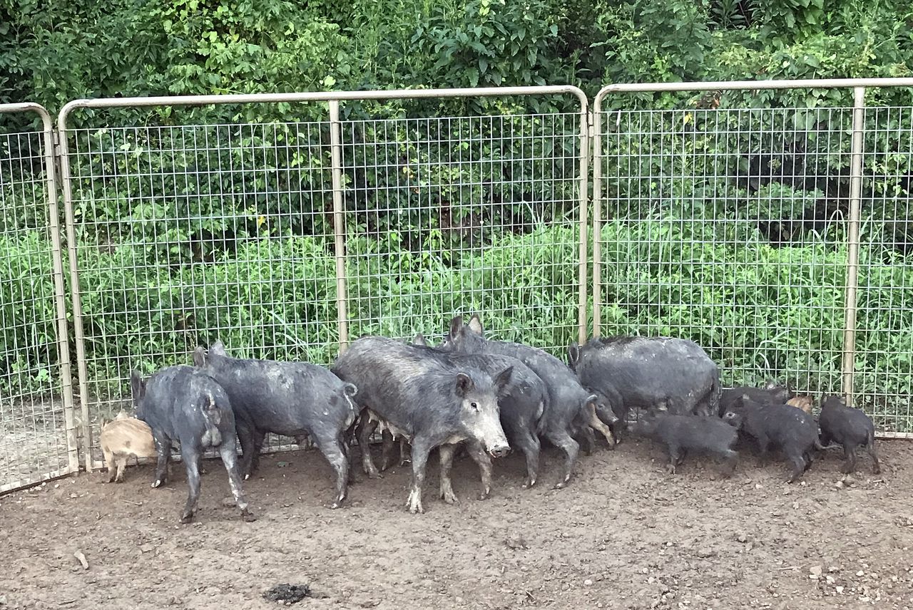 New front in the war on feral hogs? Texas prof says poison proving effective