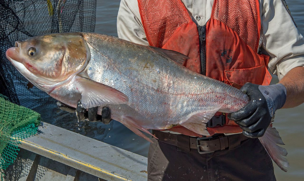 Officials warn of invasive carp in Alabama waterways