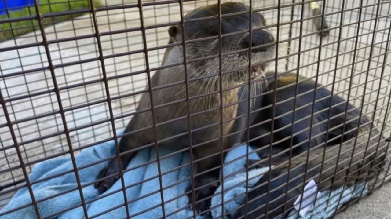 Rabid otter bites Florida man 41 times, attacks familyâs dog, reports say