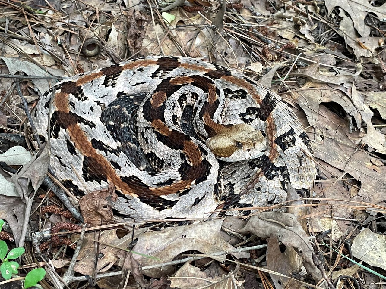 Snakes on the beach? Not for Orange Beach