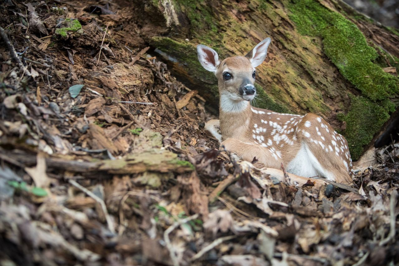 While your intentions are admirable, that fawn is probably better off where you found it