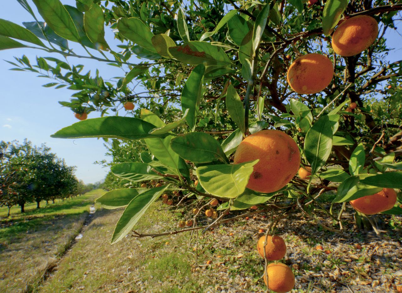 âSaltwater intrusionâ threatens Louisiana farmers, orchards