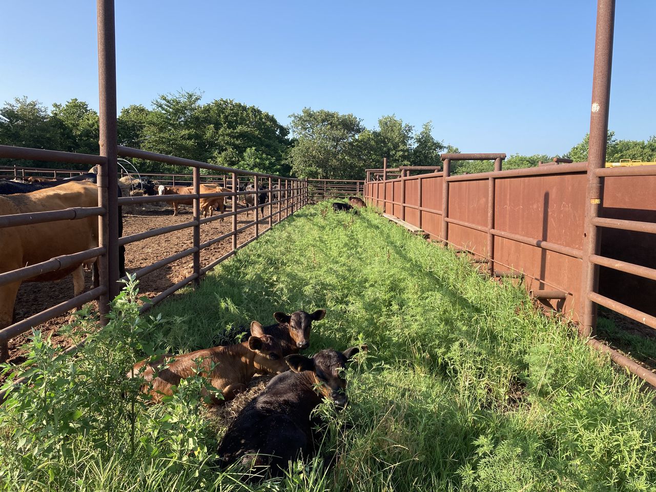 Black farmers and ranchers