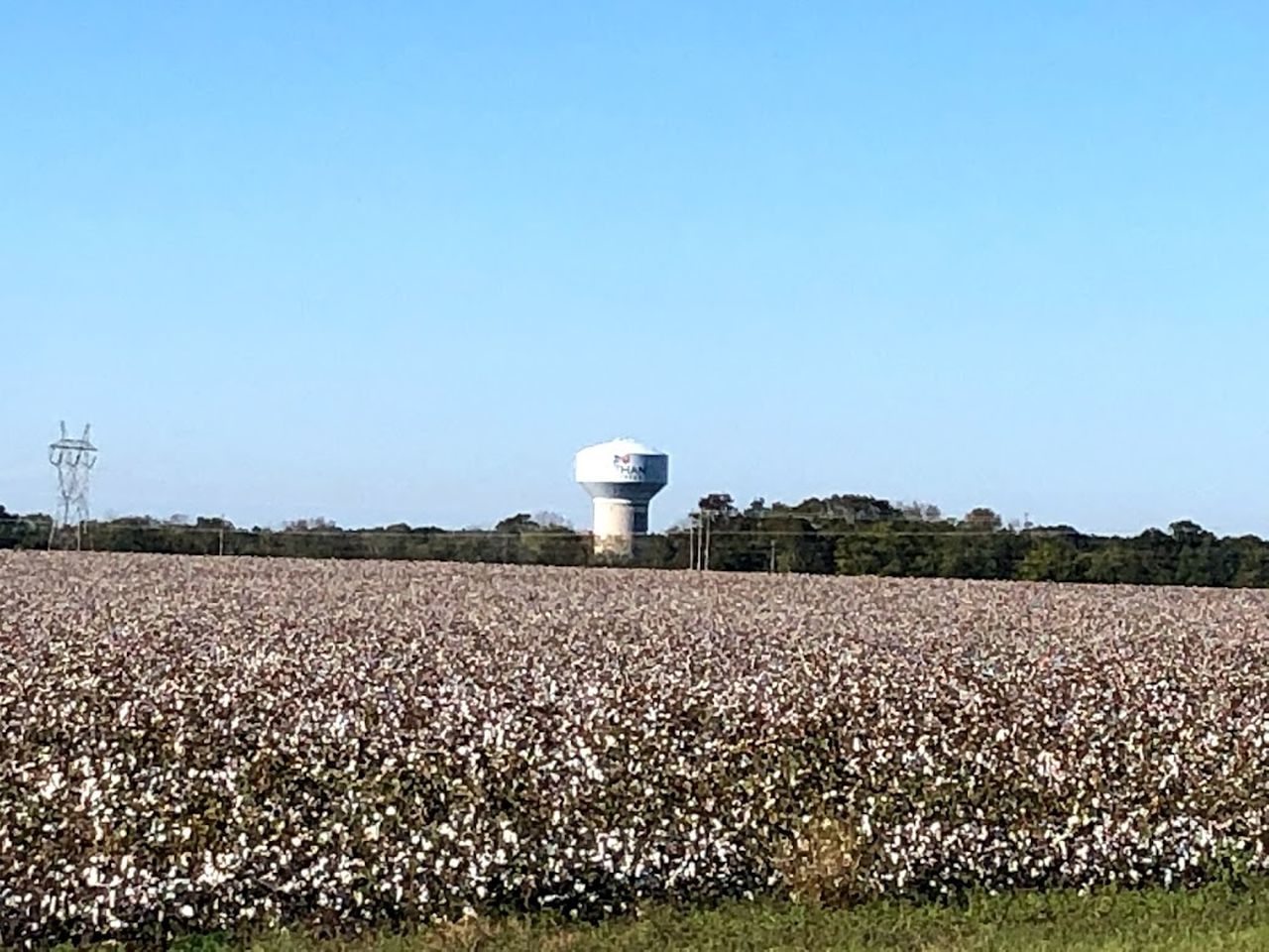 Cotton field