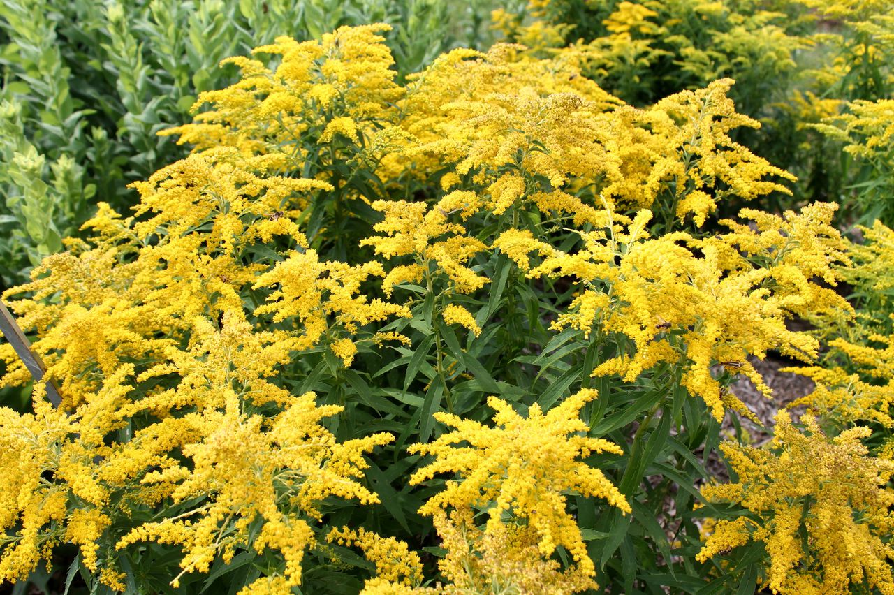 Alabama roadways lined in yellow and gold this time of year