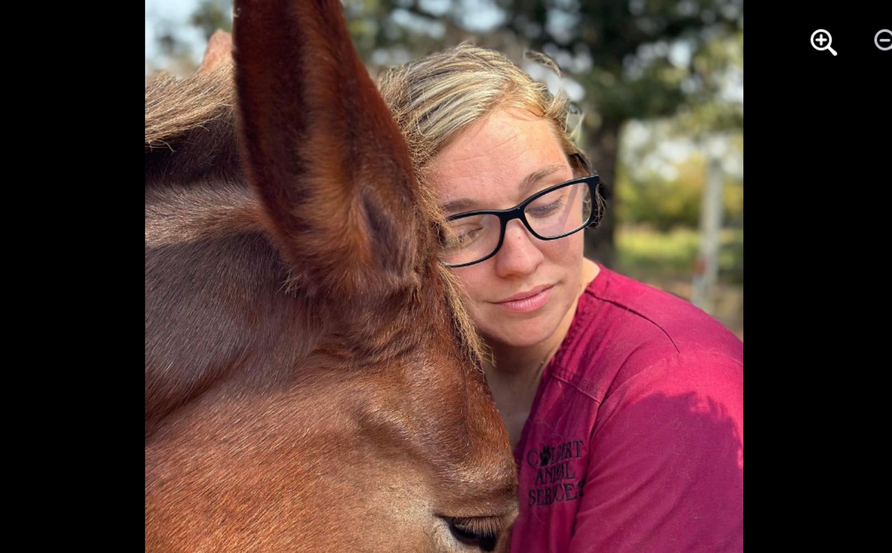 Alabama woman faces 15 charges of animal cruelty after 29 dead horses, malnourished animals found