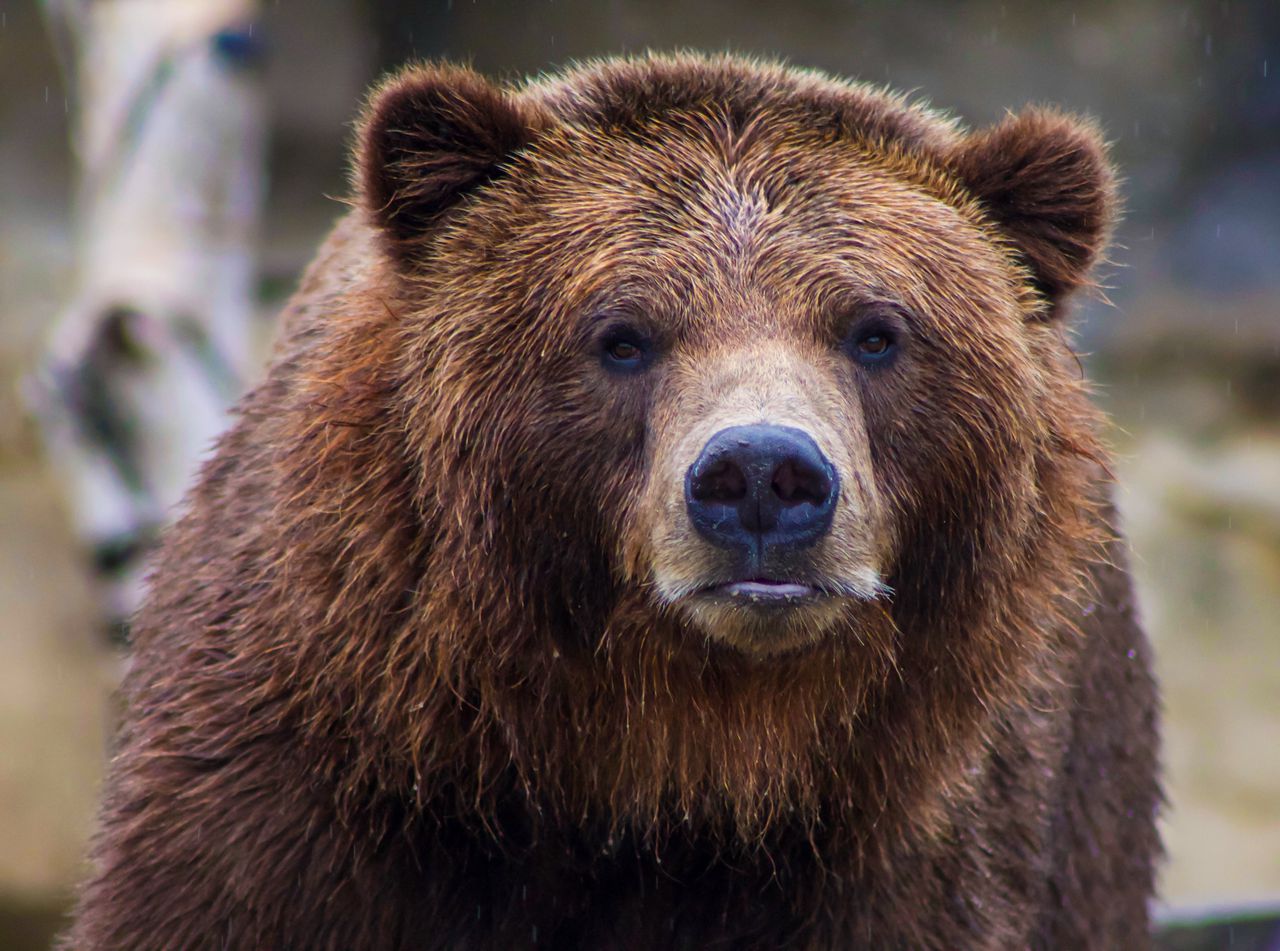 Bear spotted roaming University of West Florida campus