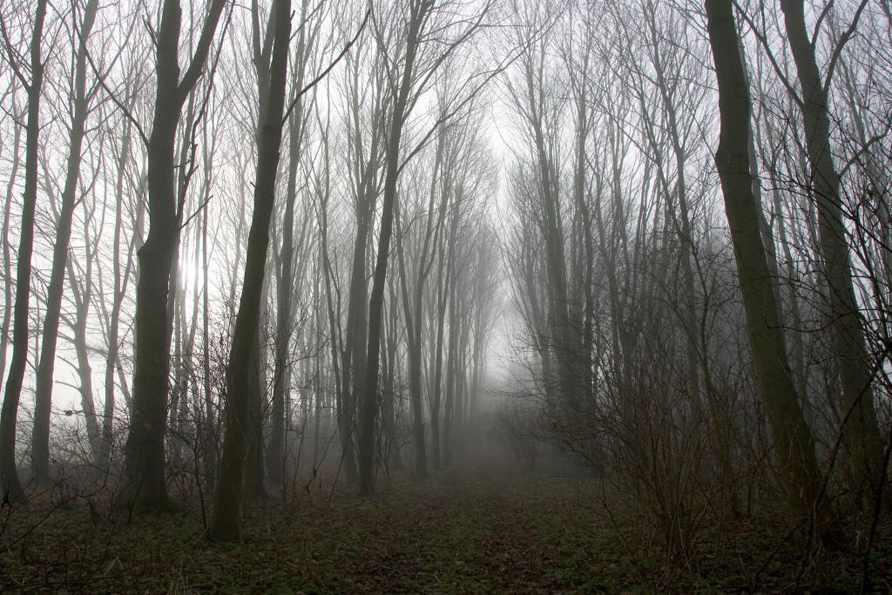 Woods, Gloucestershire, UK