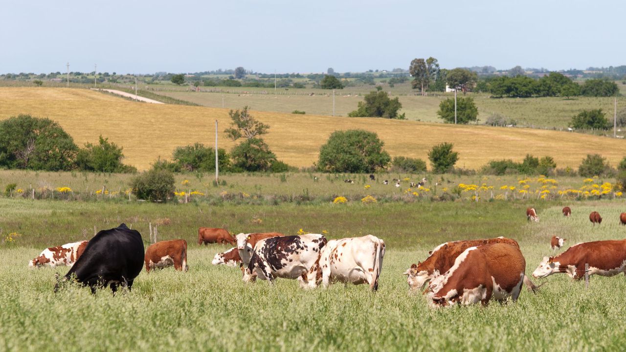 Dear Annie: How should I handle livestock?