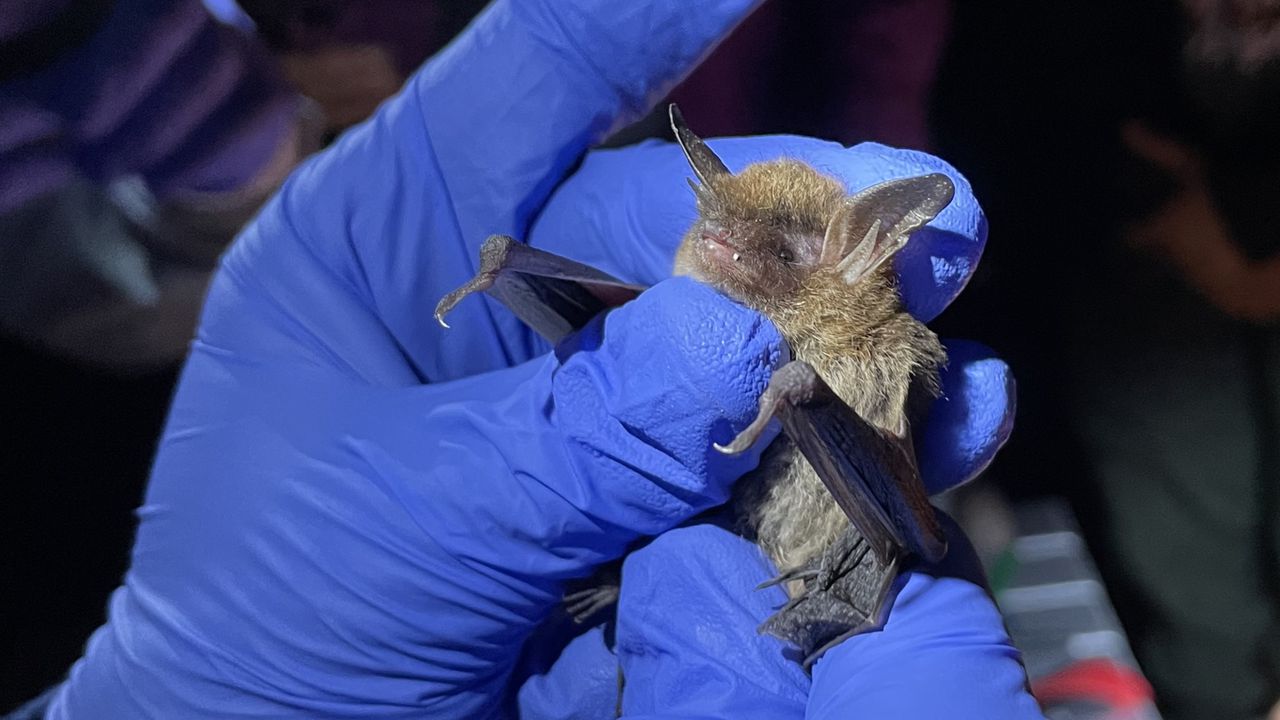 Endangered bats discovered living near the Gulf, far from usual north Alabama caves