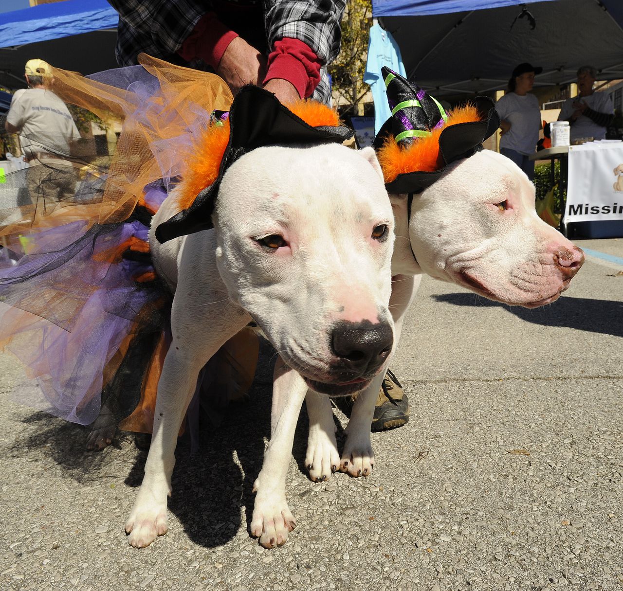 Halloween dogs