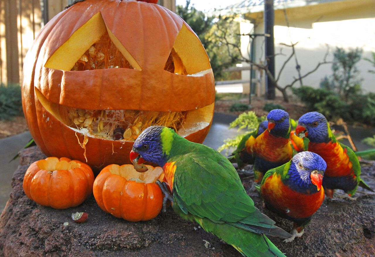 How to keep Halloween pumpkins from turning into environmental nightmares