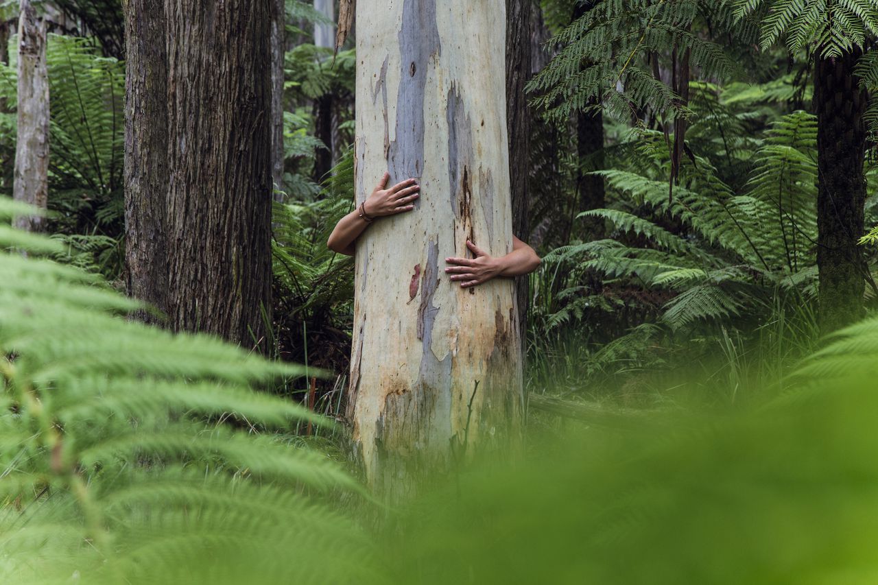 Woman´s arms hugging tree