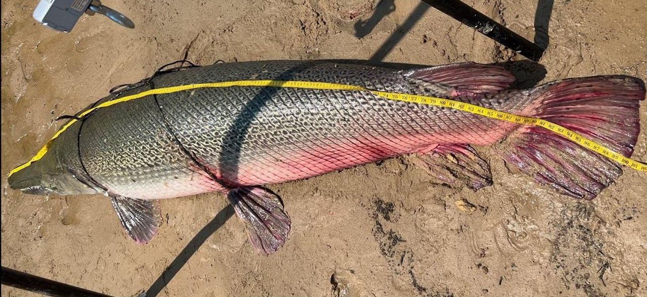 Kentucky manâs 283-pound âmonsterâ alligator gar likely to break world record