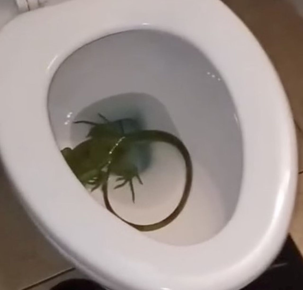 Video captures Florida man finding an iguana in his toilet