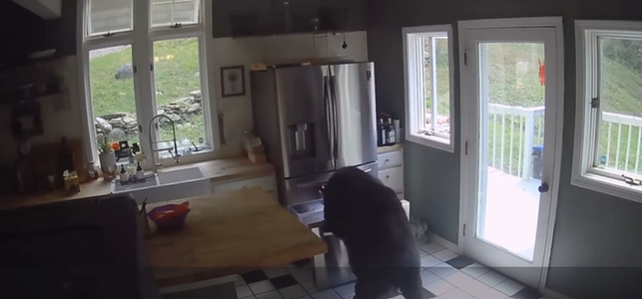 Video shows hungry bear grabbing frozen lasagna out of womanâs home