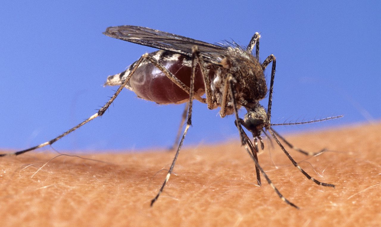 West Nile Virus detected in chicken in Mobile County