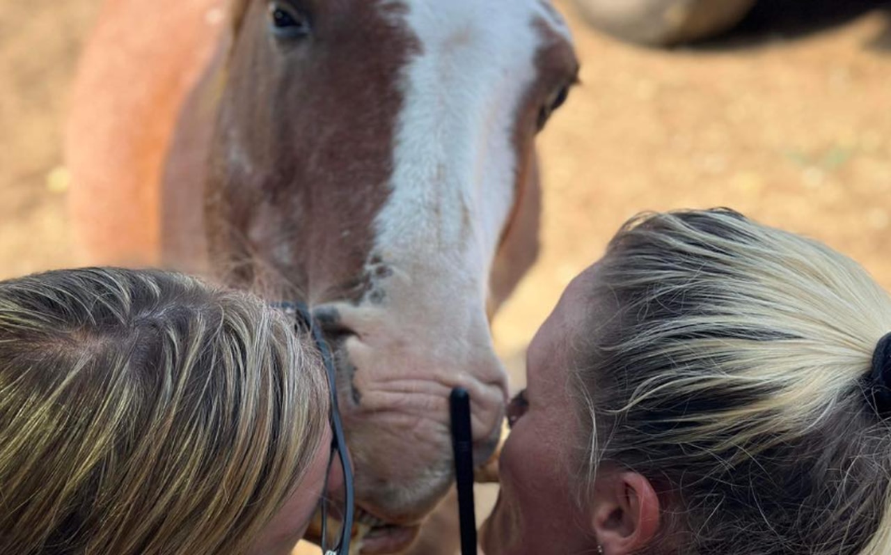 Whatâs next for the malnourished animals after 29 horses found dead in north Alabama?