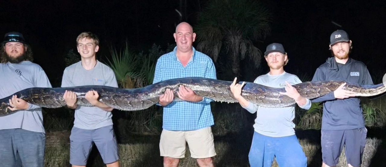 198-pound Burmese python is second-heaviest caught in Florida: âIt looked like an alligatorâ