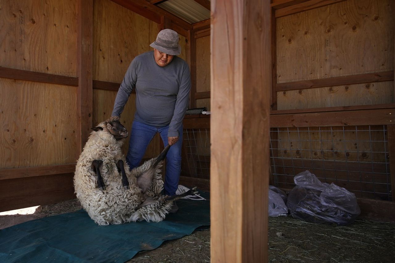 âMy heart was always just with the sheep.â One Navajoâs push to keep tradition vibrant