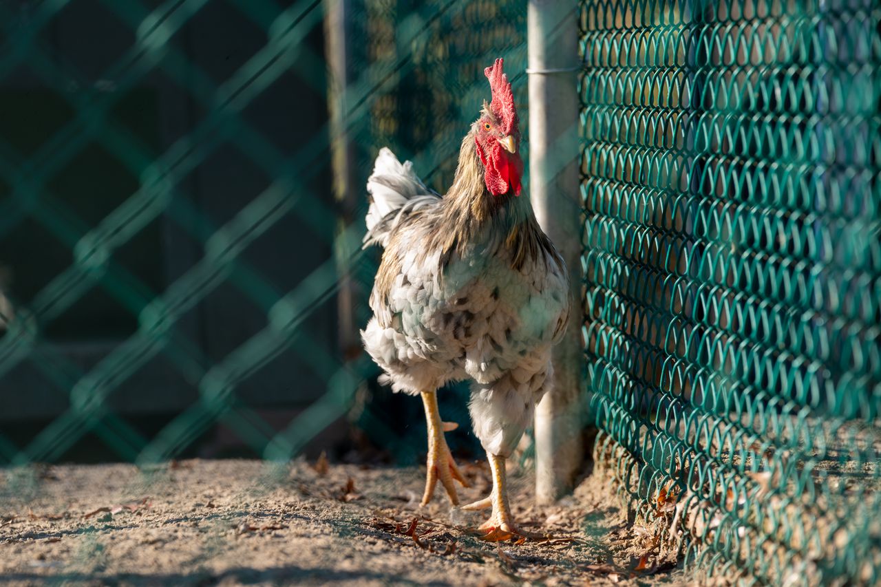 Alabama chicken farm quarantined, 48K birds killed after avian flu detected