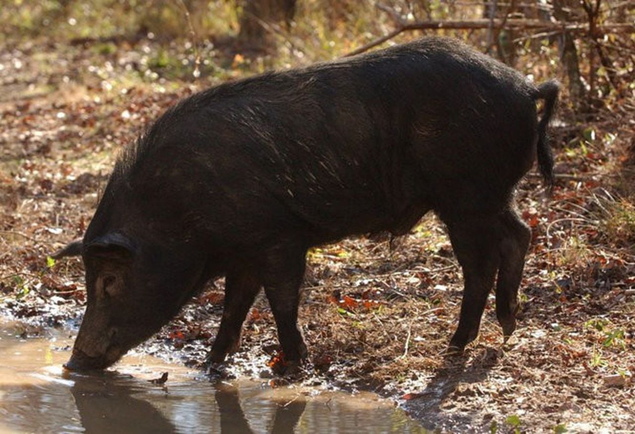 Alabama scientists ask for help collecting feral pig poop