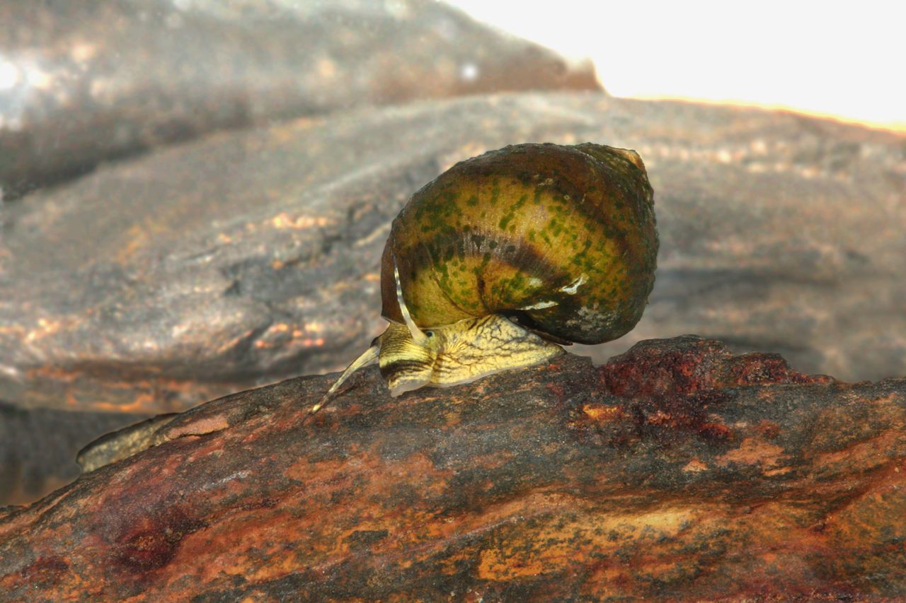 Alabama snail once thought to be extinct proposed for endangered species protections