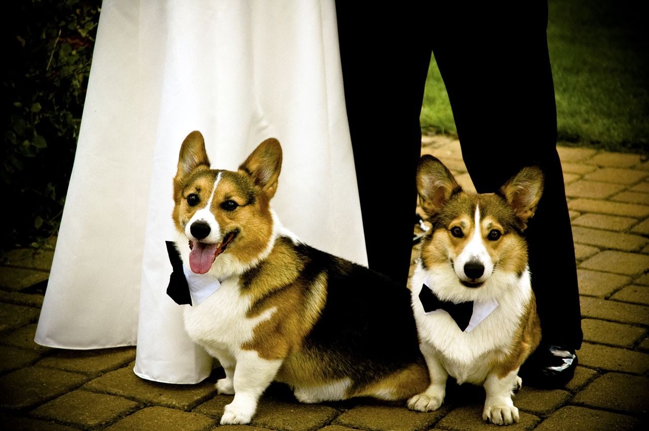 Ask Amy: Wedding disagreement focuses on unruly dogs