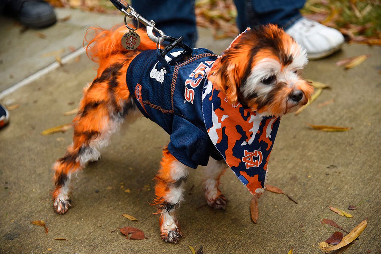 Auburn fan offers reward for missing âTiger Jakeâ dog