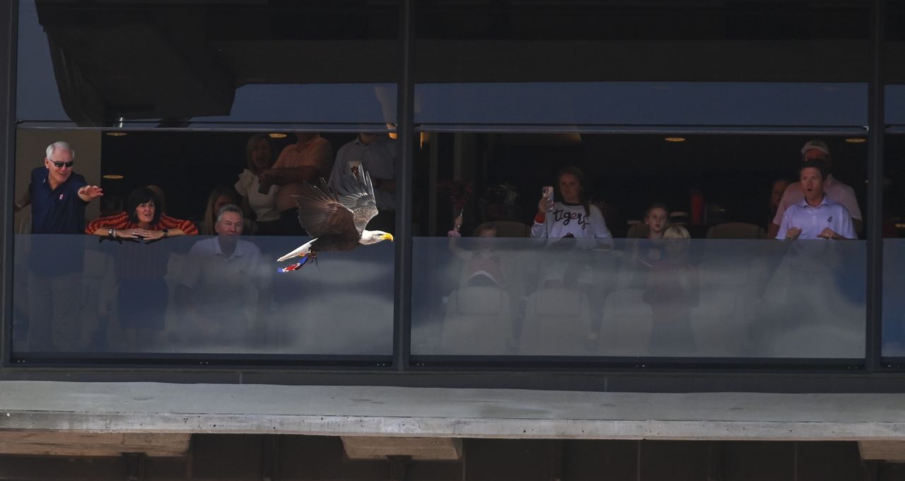 Auburnâs bald eagle Independence flies before Indianapolis Colts game