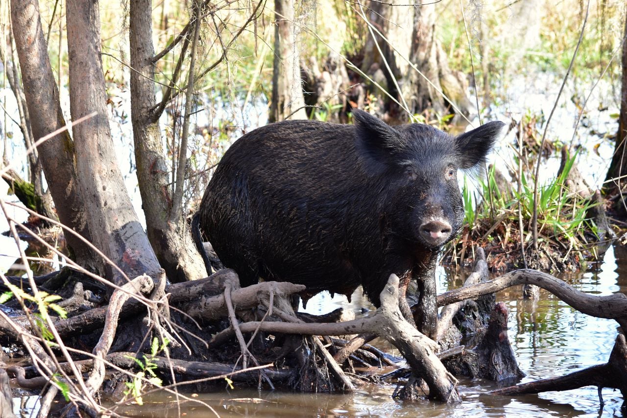 Bad weather, pig poop, bacteria: Down in Alabama