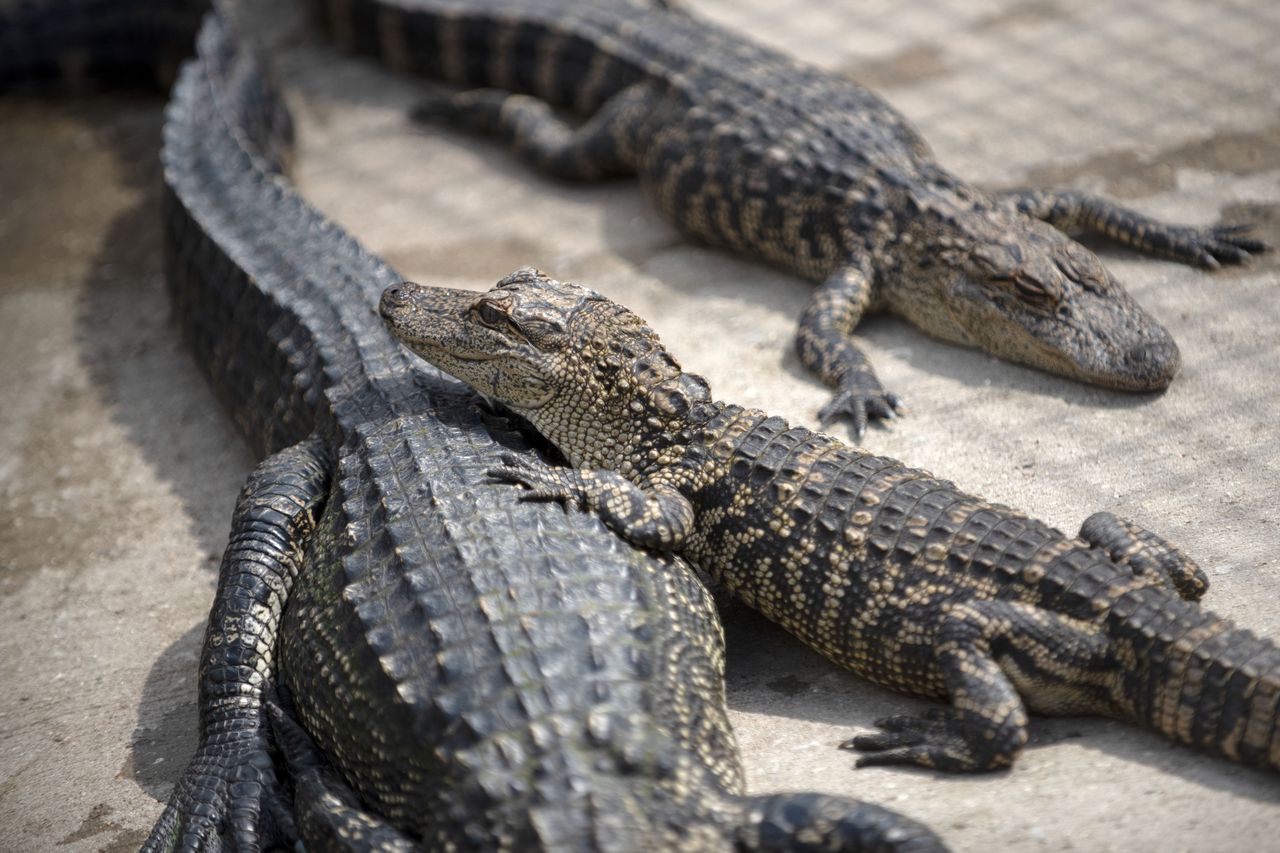 Florida man found with 5 young alligators in bathtub planned to keep them as pets