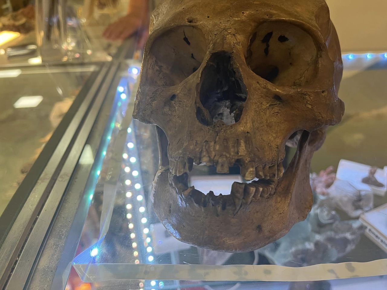 Human skull found in Florida thrift store on Halloween