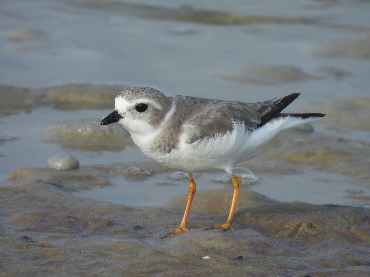 Piping Plover