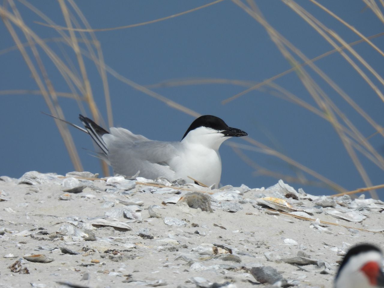 Gullbilled Tern