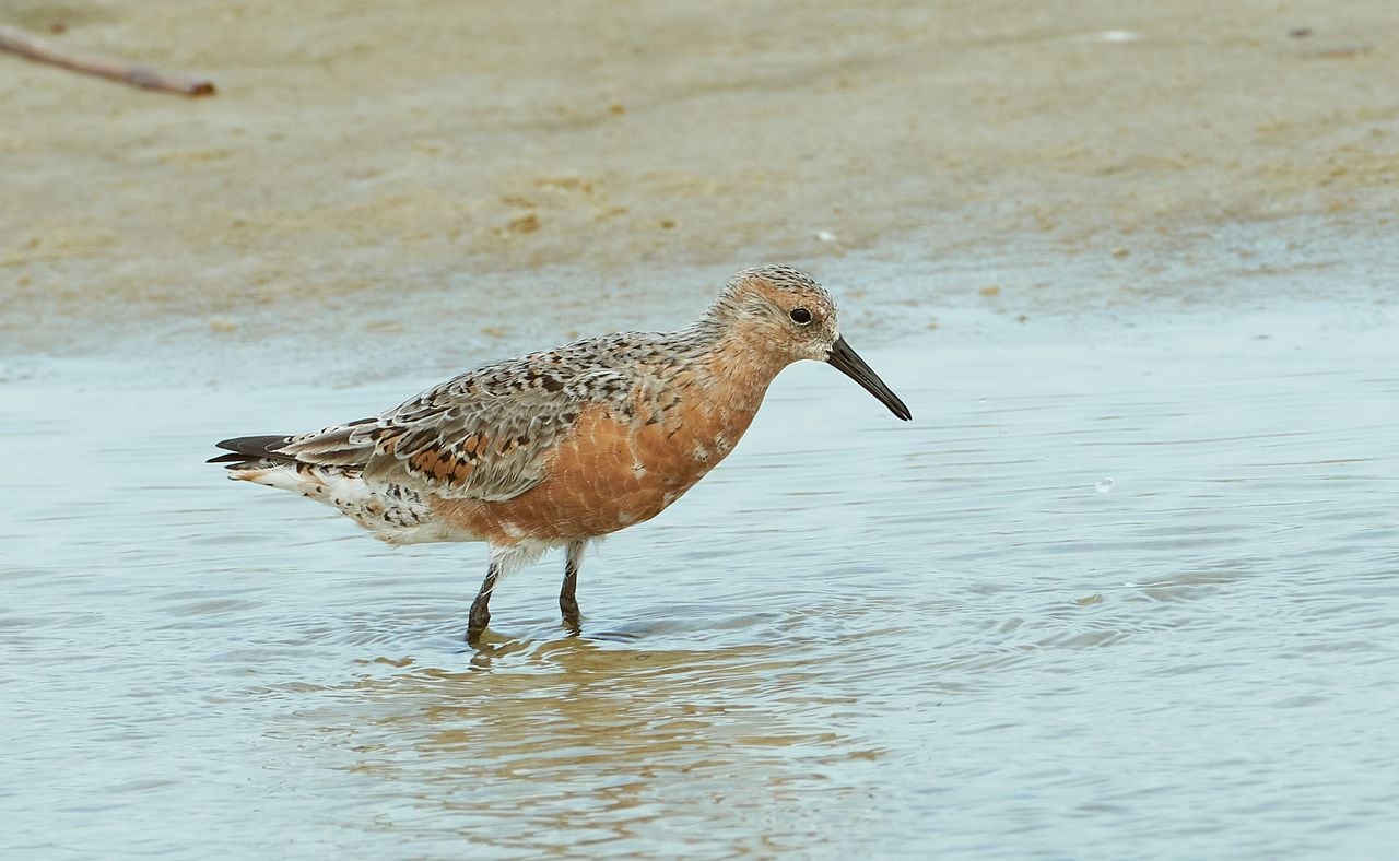 Red Knot