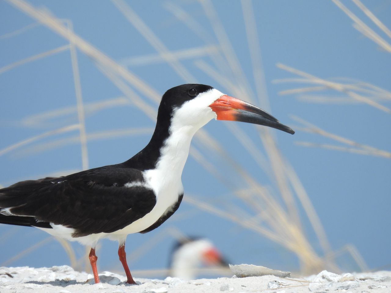 Black Skimmer