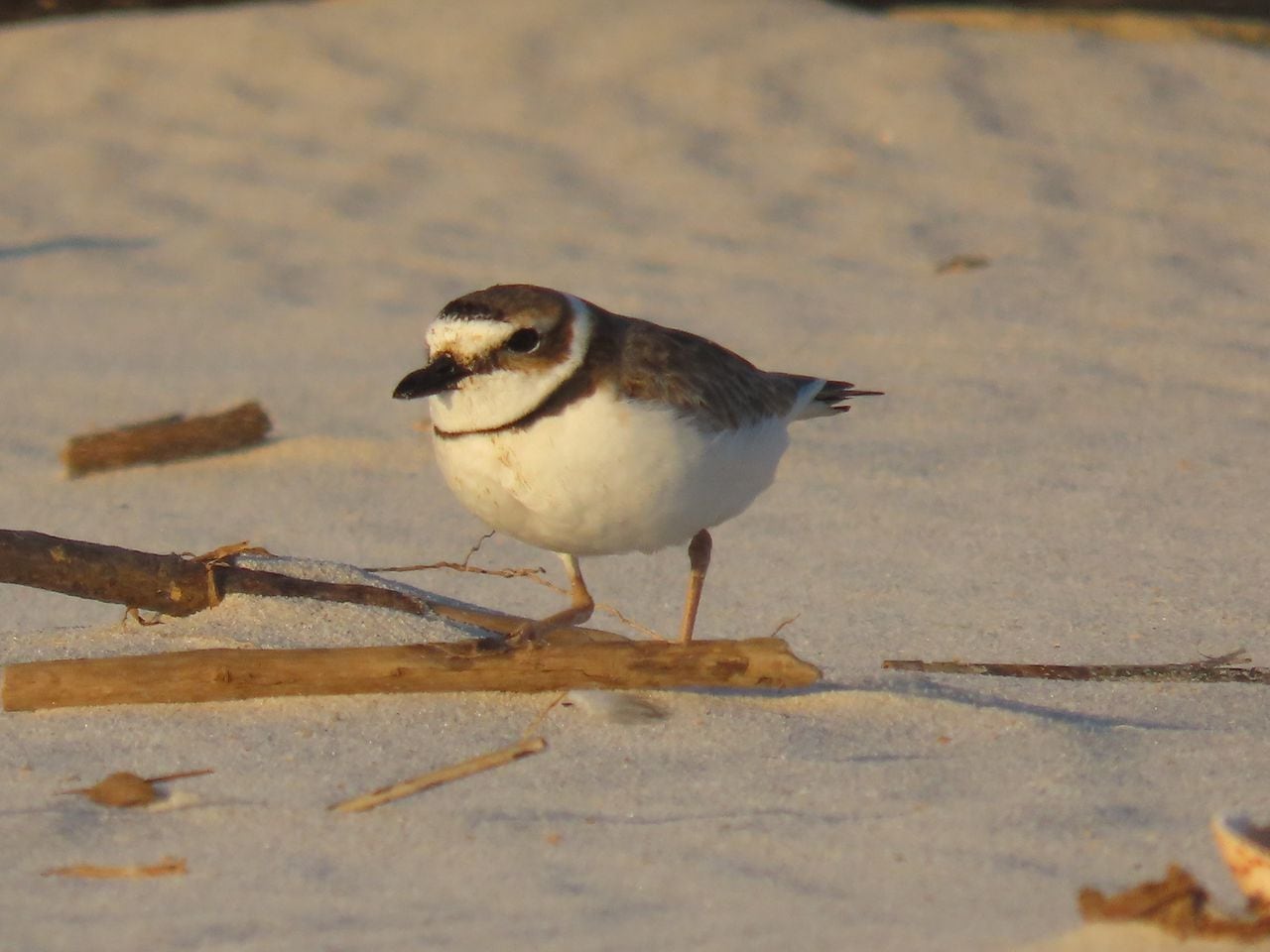 Wilson's Plover