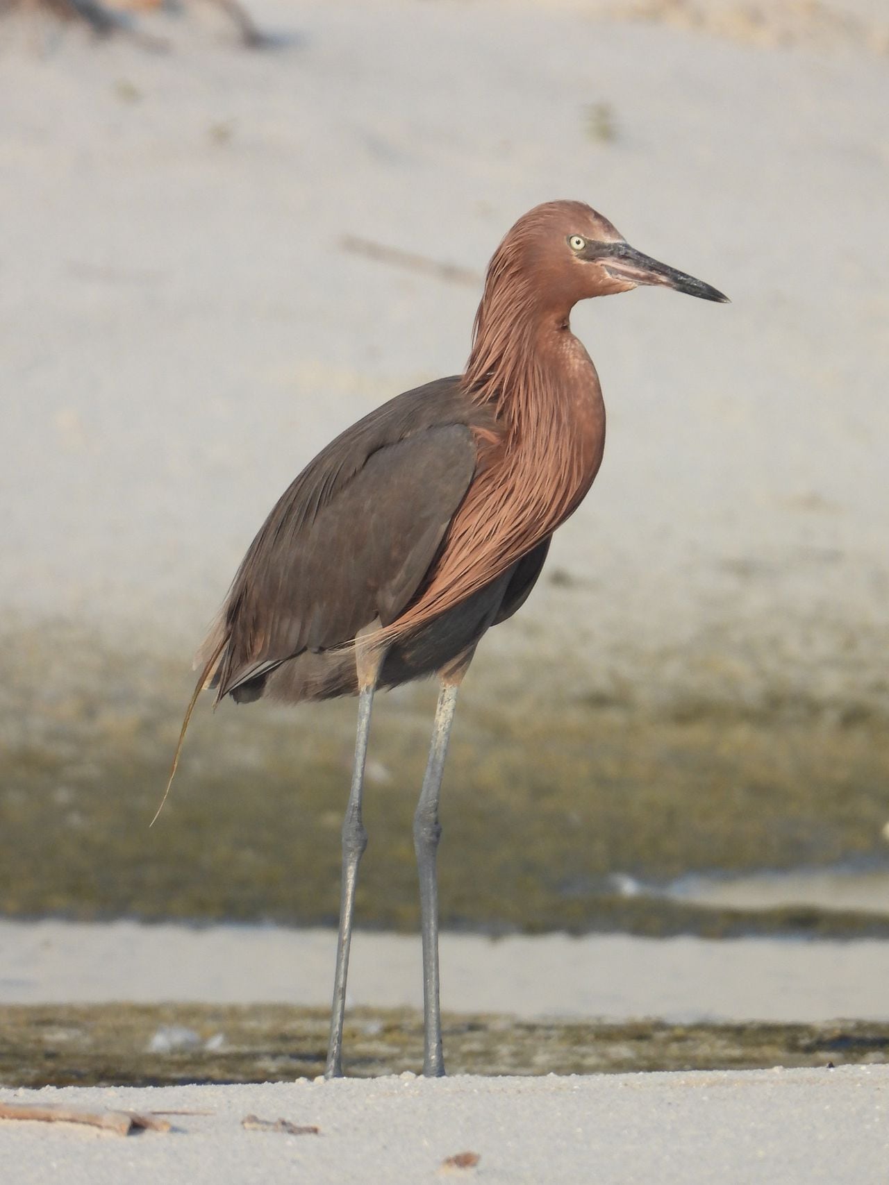 Reddish Egret