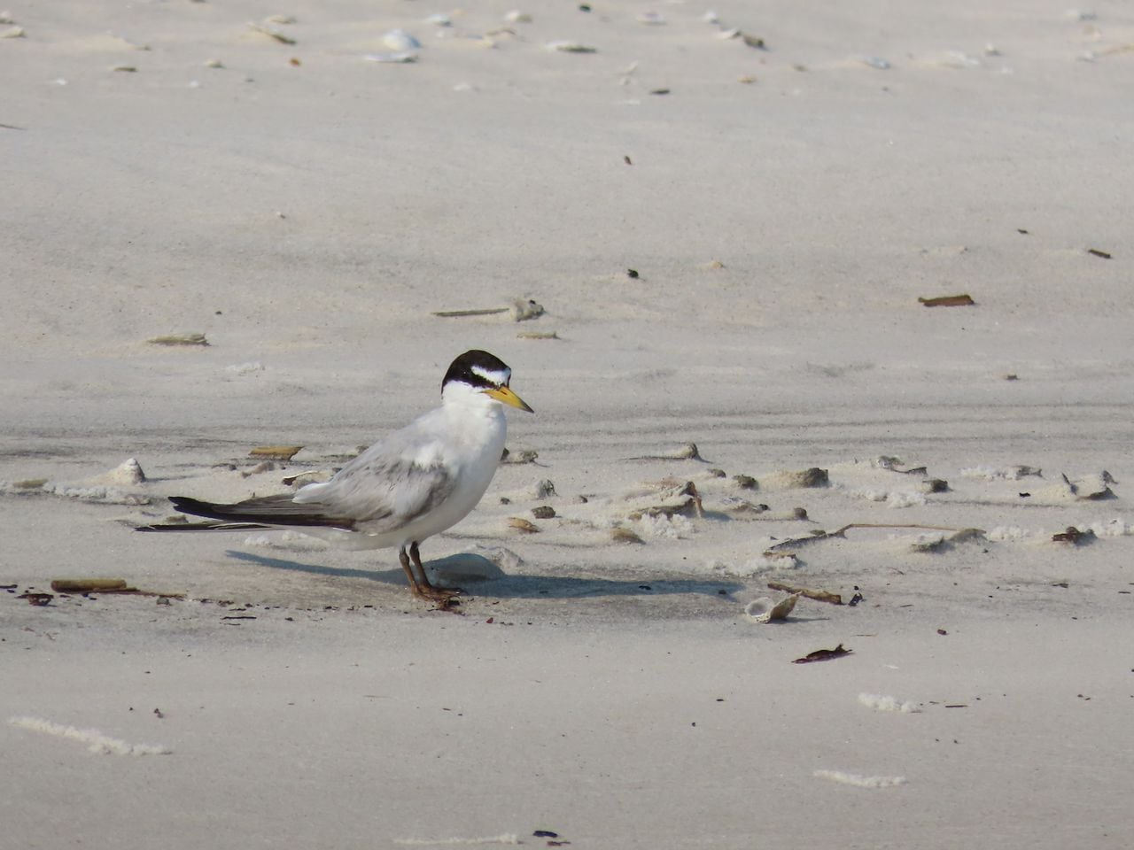 Least Tern