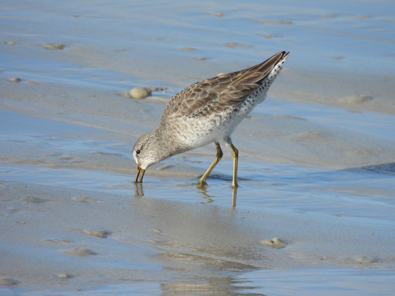 Shortbilled Dowitcher