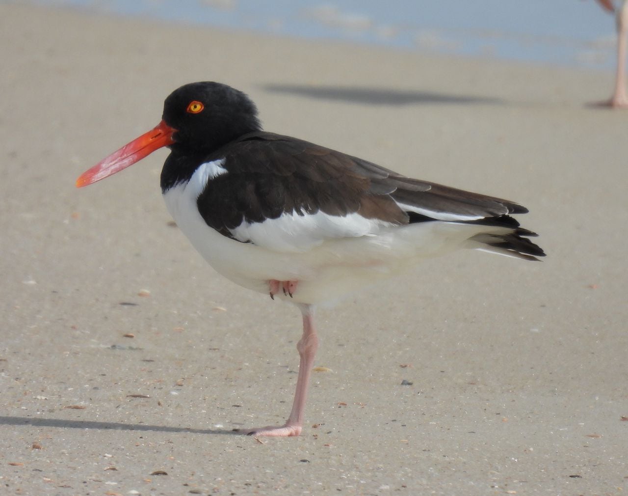 Meet the shorebirds Dauphin Island is working to protect