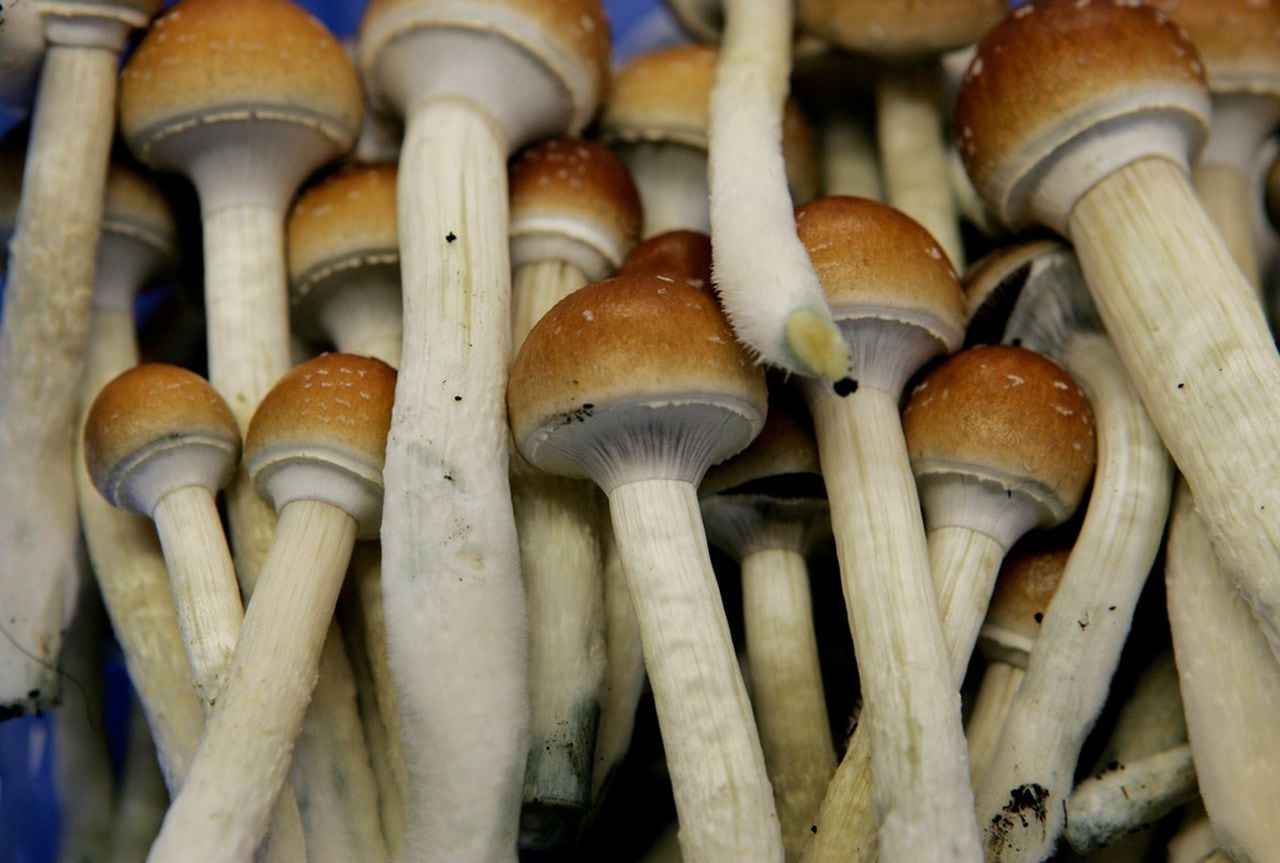 ‘Shrooms’ may help treat depression