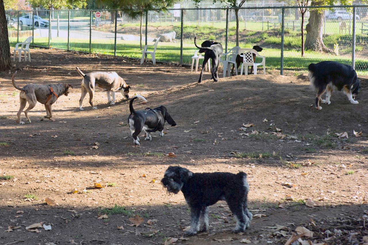 Mysterious and potentially deadly illness in dogs is spreading in the U.S.: What are the symptoms?