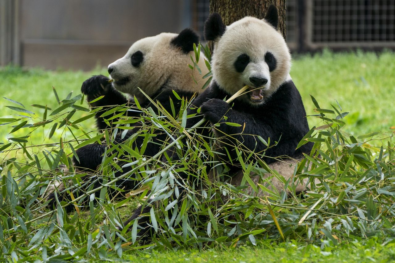 Pandas coming to America after Biden meeting with Chinese president